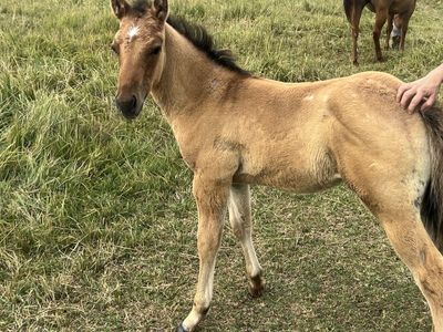 AQHA Dun Roan Colt
