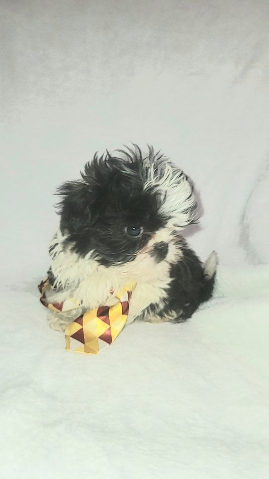 AKC IMPERIAL SHIH-TZU PUPPIES / STUD SERVICE