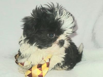 AKC IMPERIAL SHIH-TZU PUPPIES / STUD SERVICE