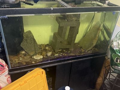 90g fish tank with 15 gallons sump
