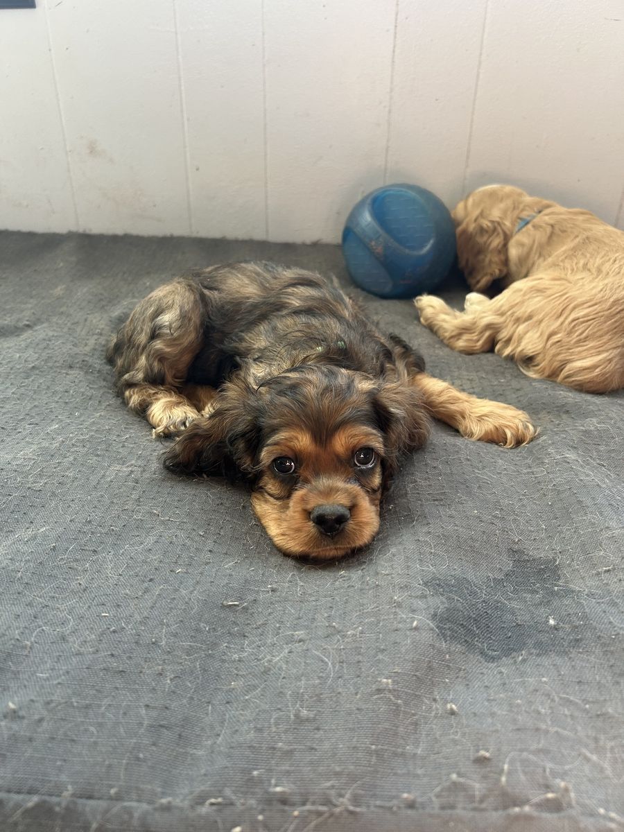 Cocker Spaniel Puppies