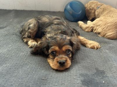 Cocker Spaniel Puppies