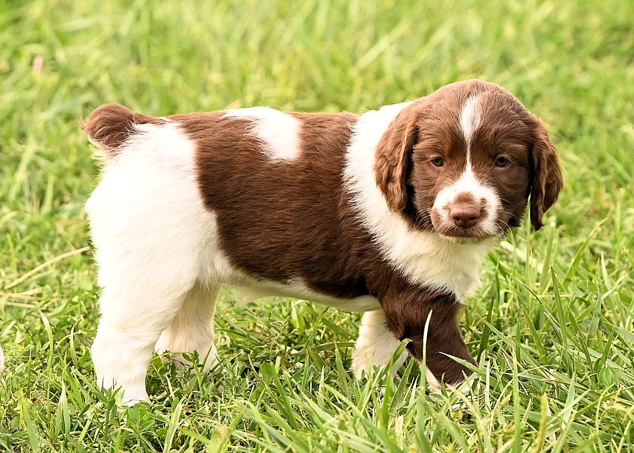 Springer Spaniel