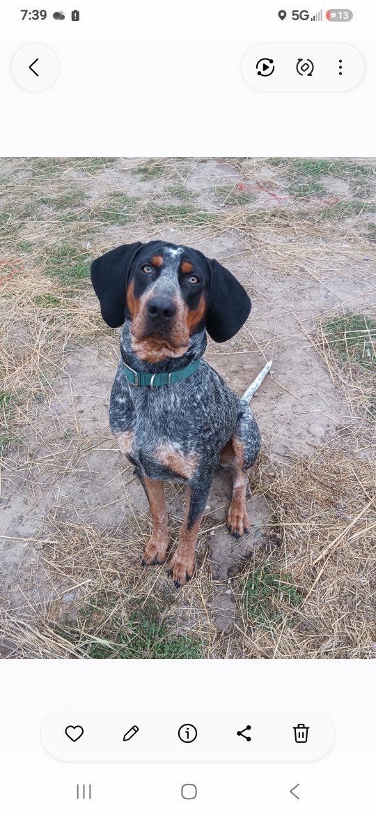 Bluetick Coonhound and Catahoula mix