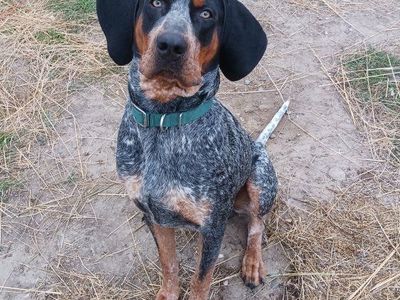 Bluetick Coonhound and Catahoula mix