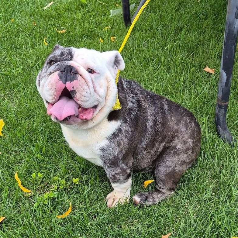 Adult English Bulldogs Purebred 