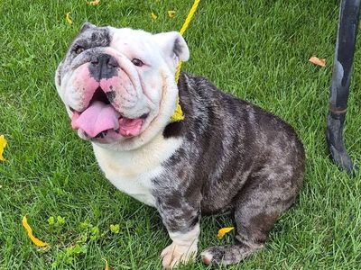 Adult English Bulldogs Purebred