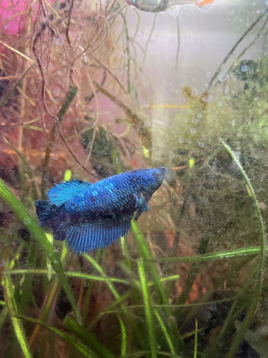 Free fish to good home