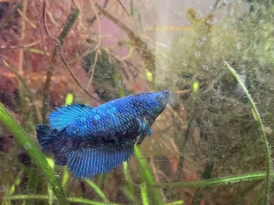 Free fish to good home