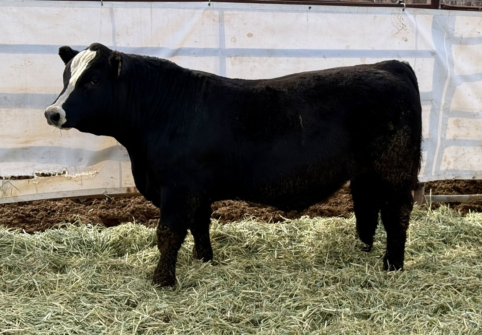 Registered SimAngus Bulls