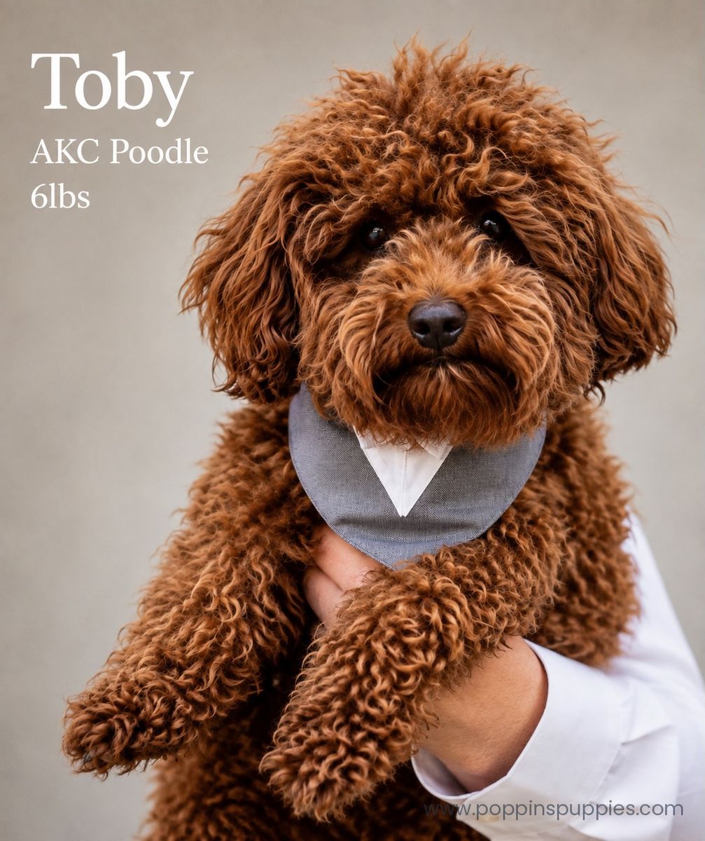 AKC Toy Poodle Stud Service - Proven - Health Tested