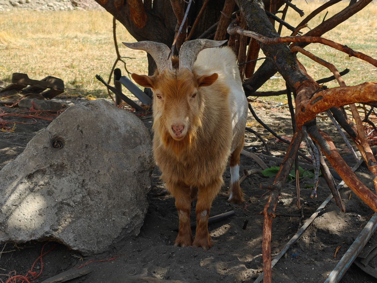 Nigerian dwarf goat 