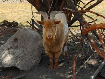 Nigerian dwarf goat
