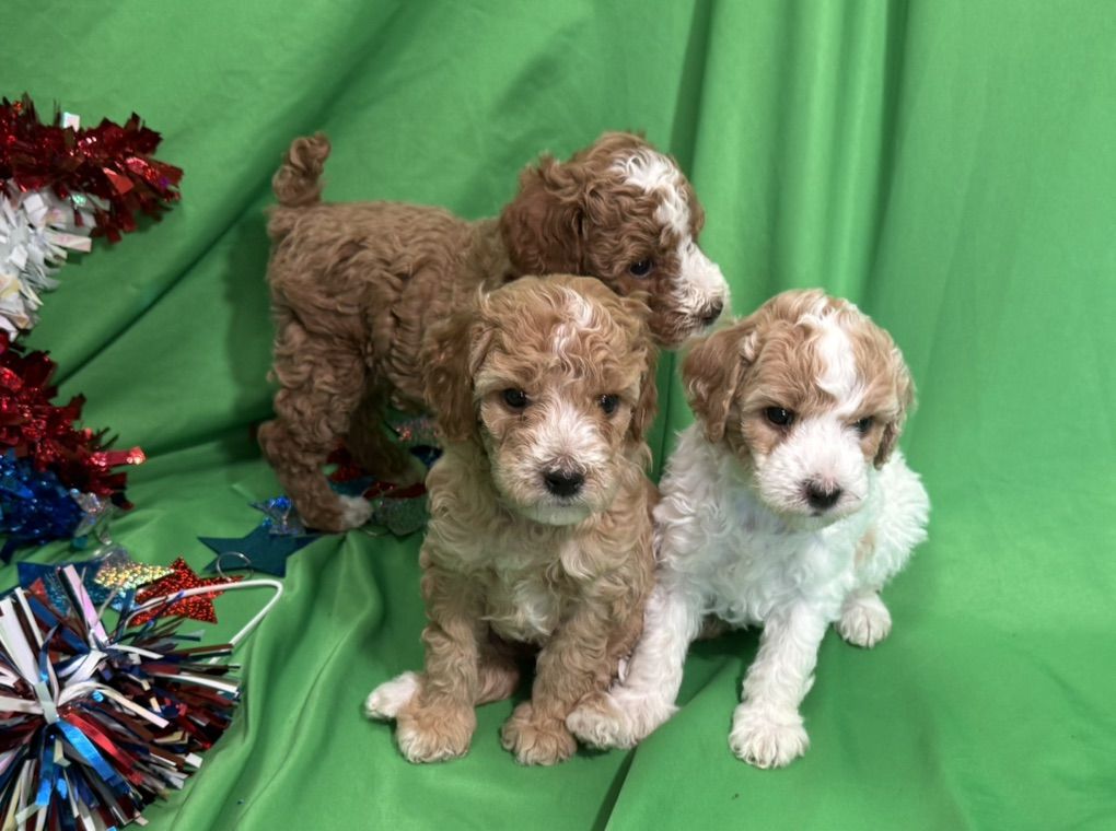 Akc Mini Poodle Pups