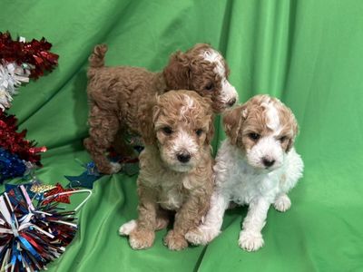 Akc Mini Poodle Pups
