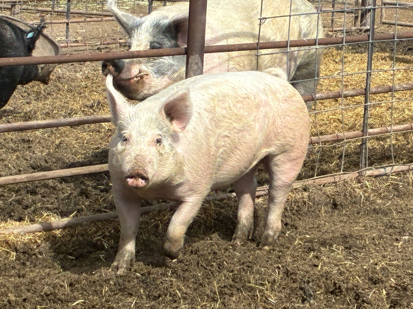 Quality Crossbred Breeding Gilt – Ready to Produce