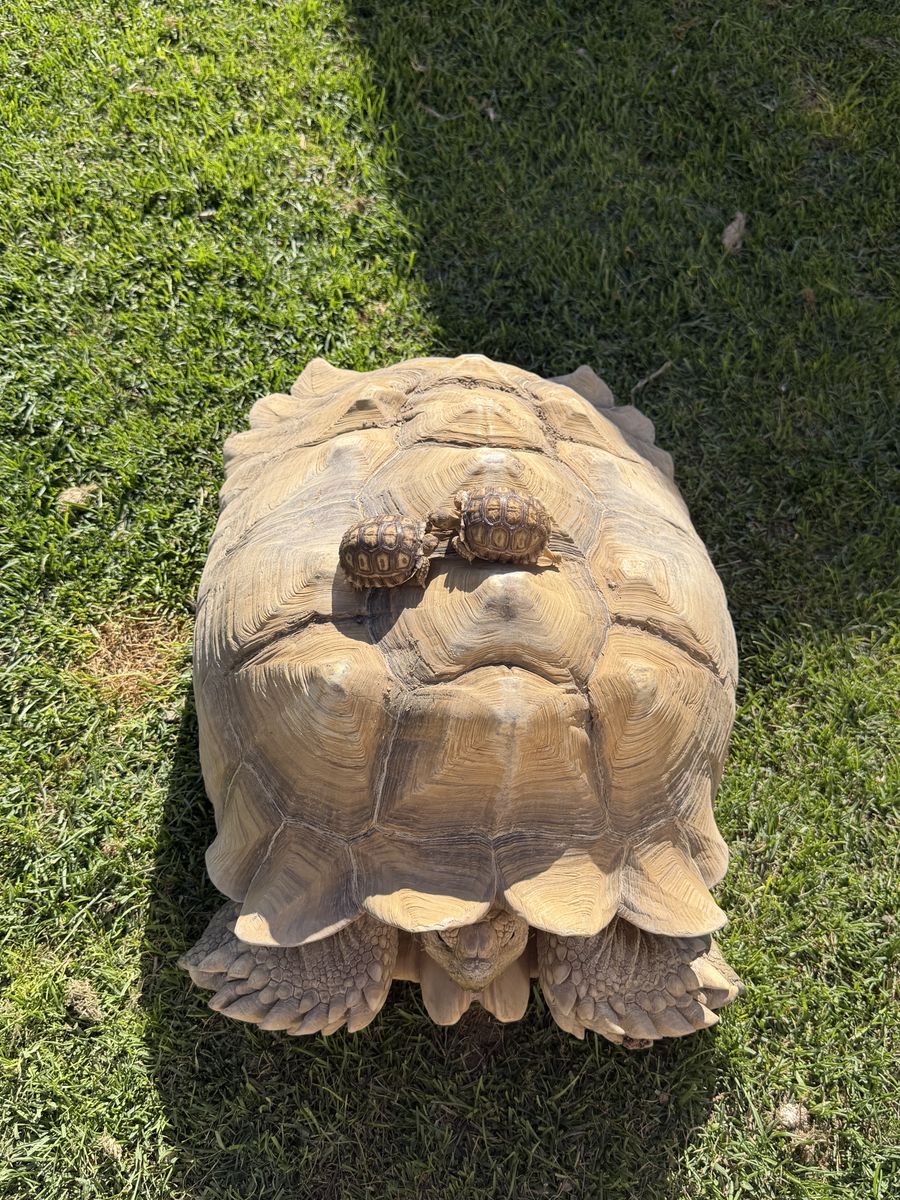 Sulcata tortoise