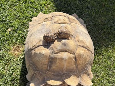 Sulcata tortoise