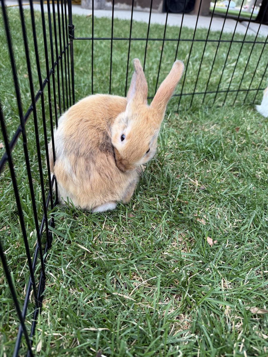 8 week old male bunny for sale