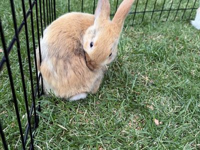 8 week old male bunny for sale