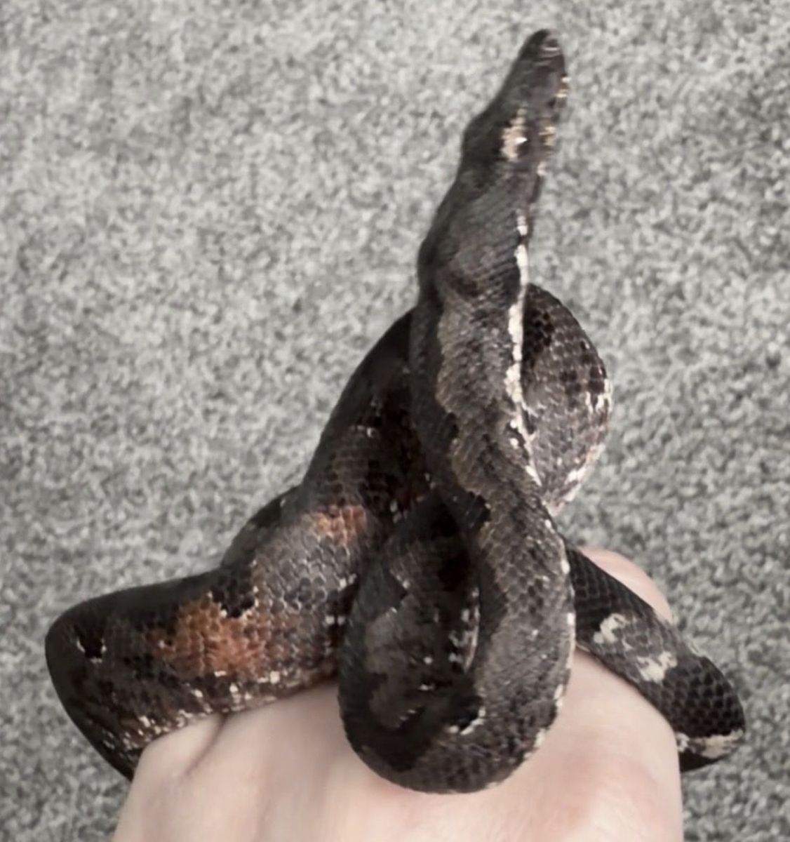 Female Solomon Island Ground Boa