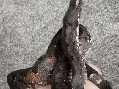 Female Solomon Island Ground Boa