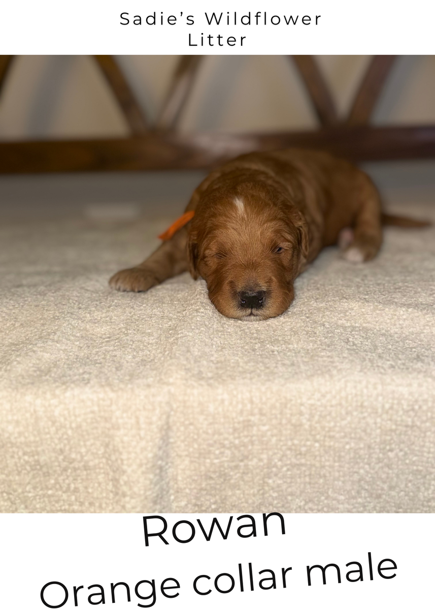 Mini Goldendoodle Puppies- Spots Available