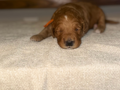 Mini Goldendoodle Puppies- Spots Available