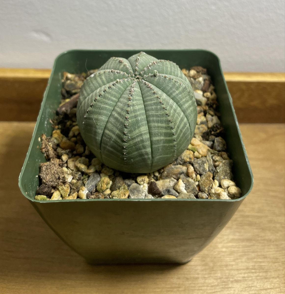 Euphorbia Obesa