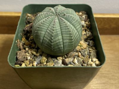 Euphorbia Obesa