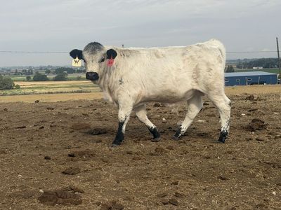 Highland Dexter Bull calf