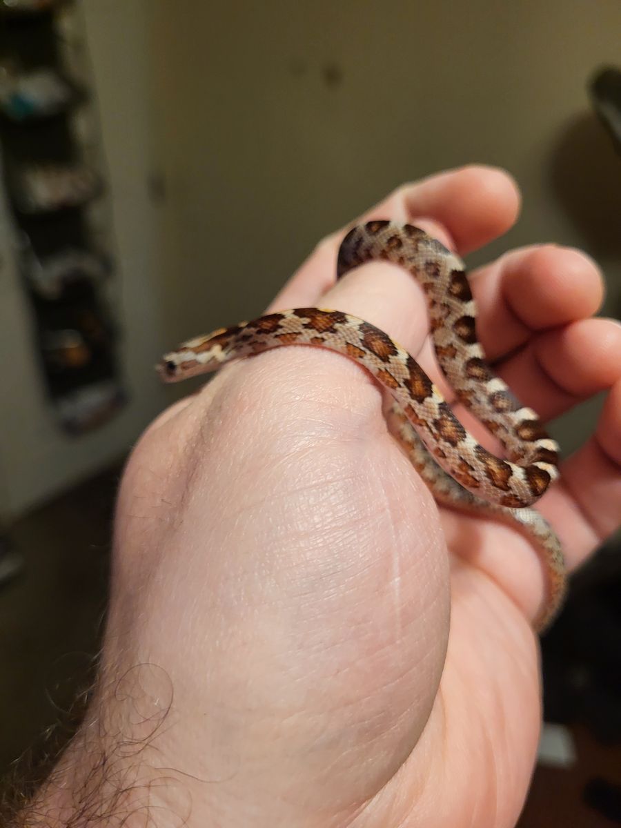 Cornsnake Hatchling