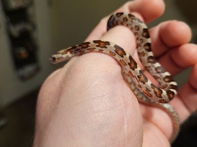 Cornsnake Hatchling