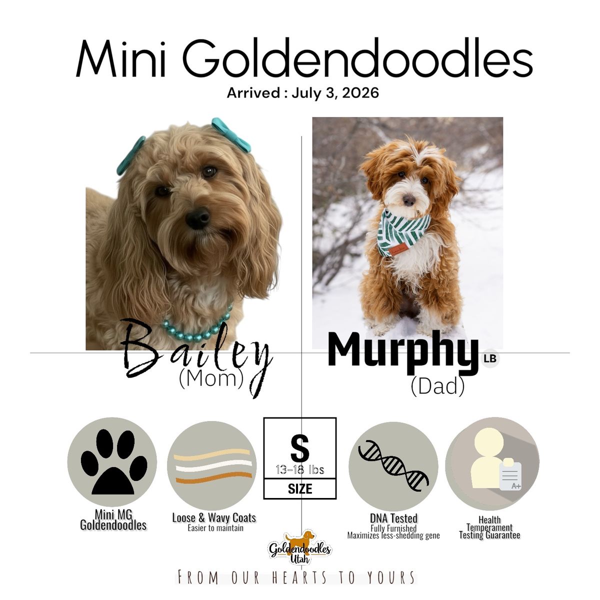 ᴹⁱⁿⁱ Goldendoodles  golden doodle 🧸