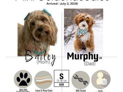 ᴹⁱⁿⁱ Goldendoodles golden doodle 🧸