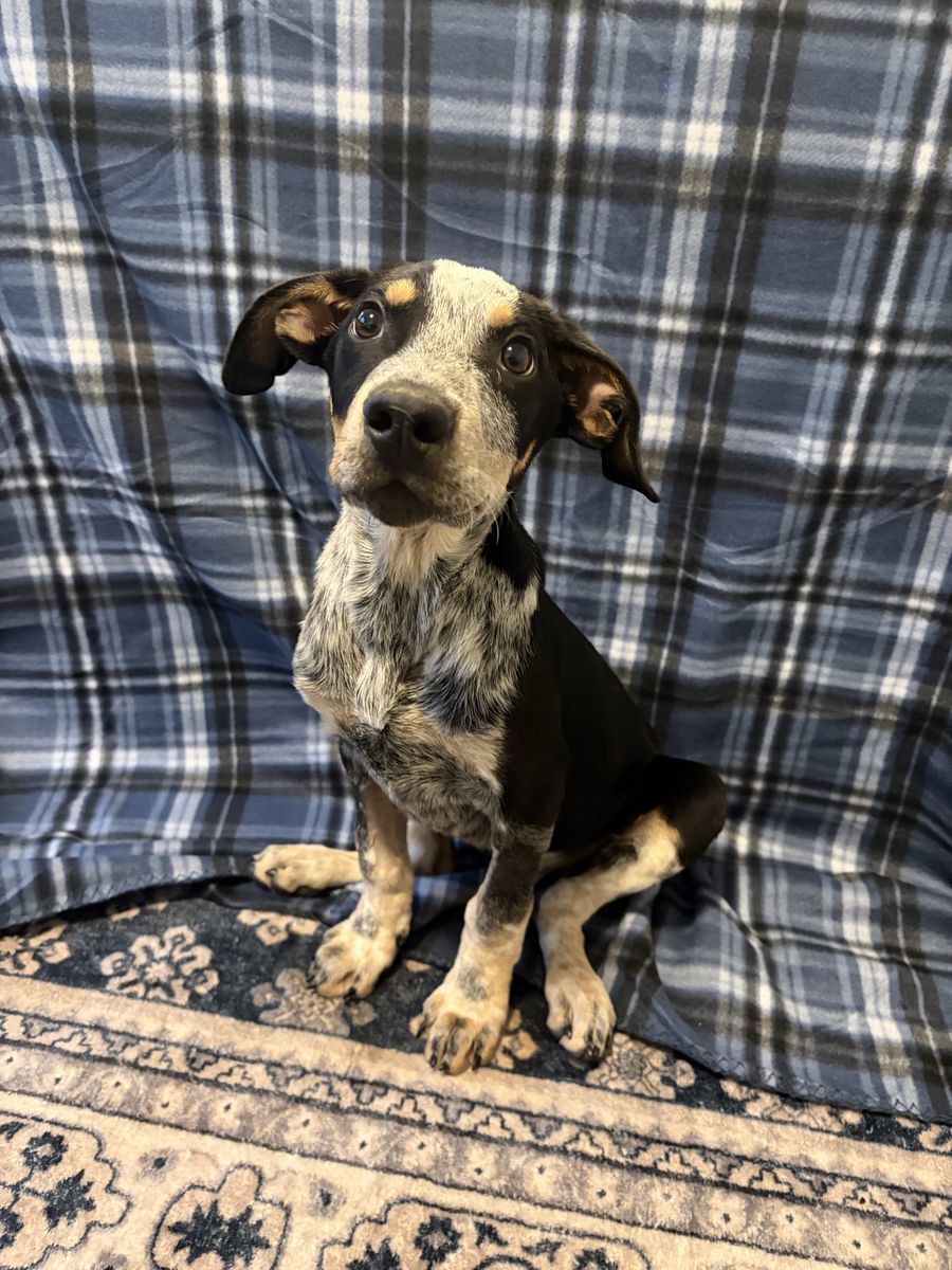 Almost 14 week old blue Heeler puppy for sale