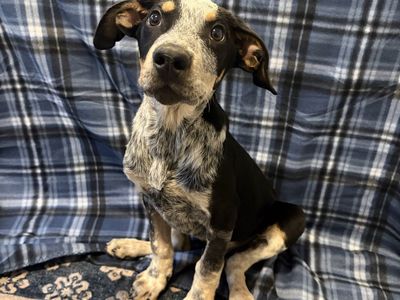Almost 14 week old blue Heeler puppy for sale