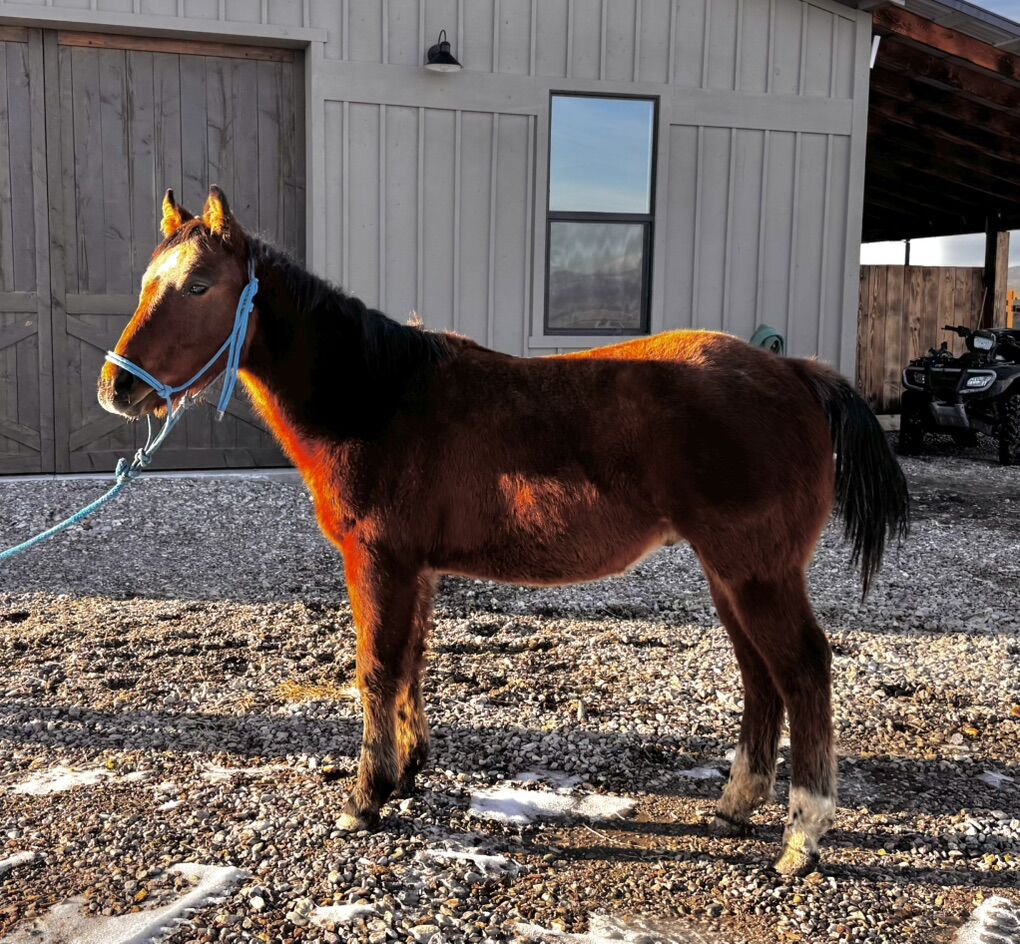 AQHA Yearling Strong Foundation Bloodlines