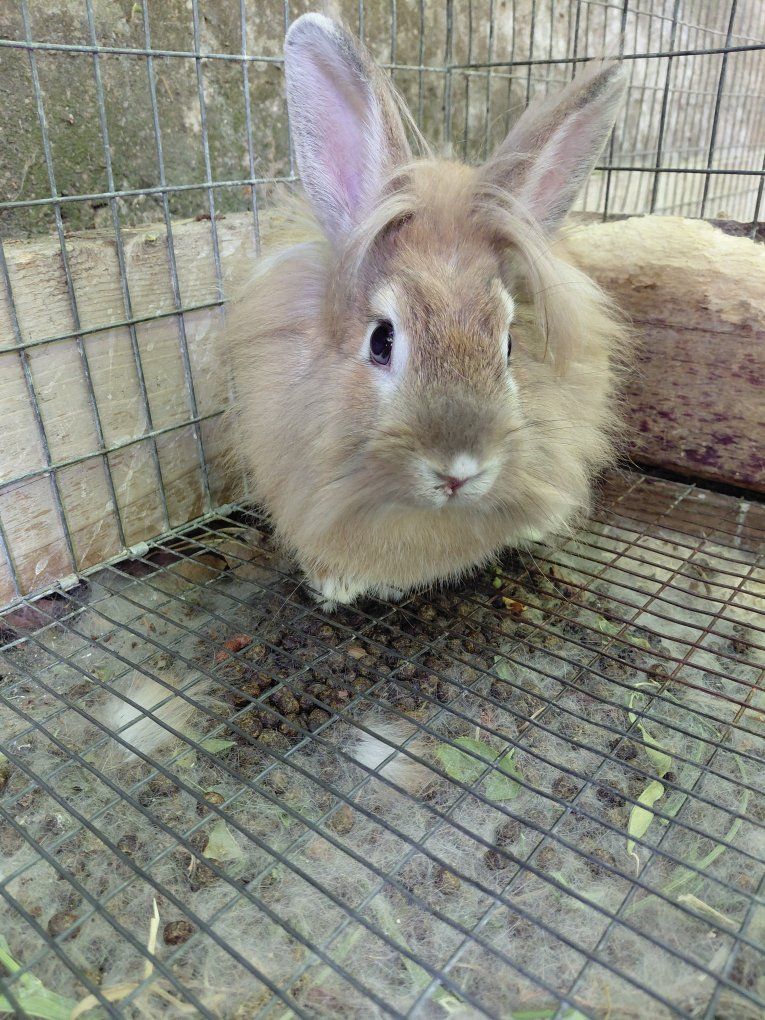 Beautiful Lionhead Rabbit Boy