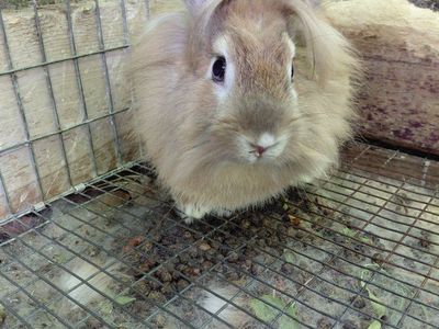 Beautiful Lionhead Rabbit Boy