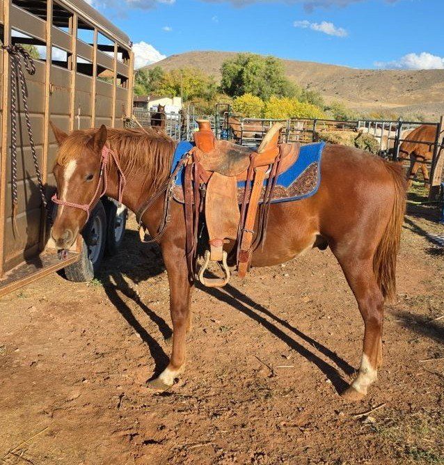 2 year old GRADE pony gelding