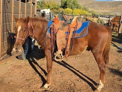 2 year old GRADE pony gelding