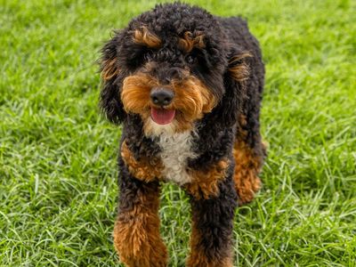 Tri-Color Mini Poodle Stud Service | Expert Service | Healthy, Beautiful Puppies