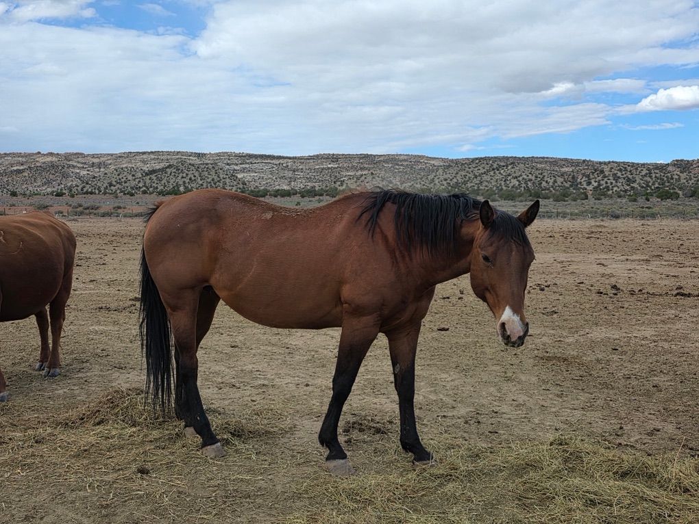 brood mare
