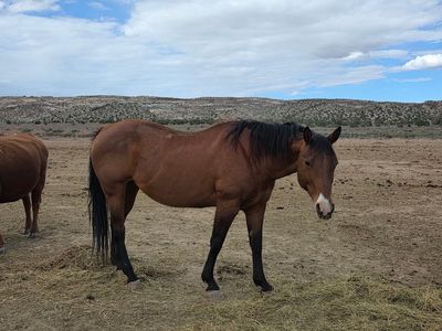 brood mare