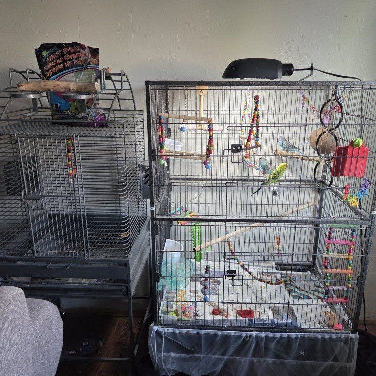3 parakeets