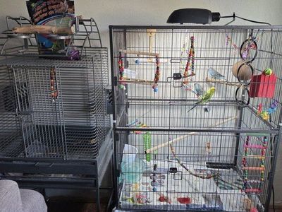 3 parakeets