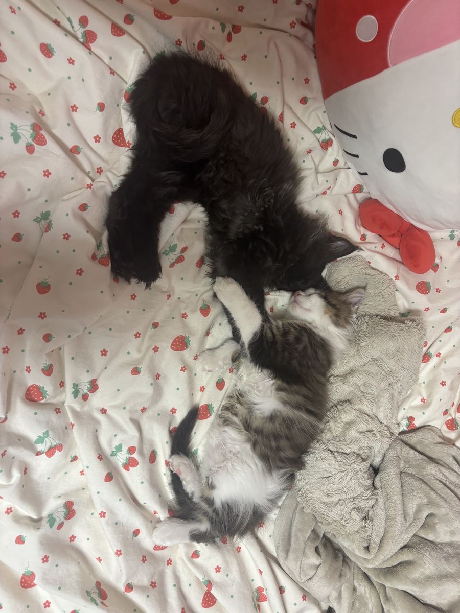 Maine Coon Kittens-Pure Bred-NEUTERED