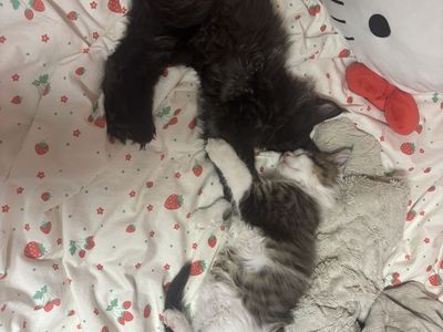 Maine Coon Kittens-Pure Bred-NEUTERED
