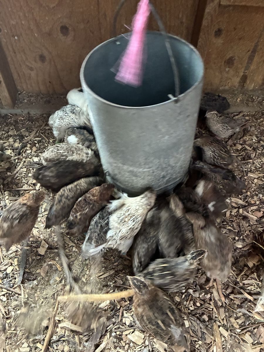 Coturnix Quail